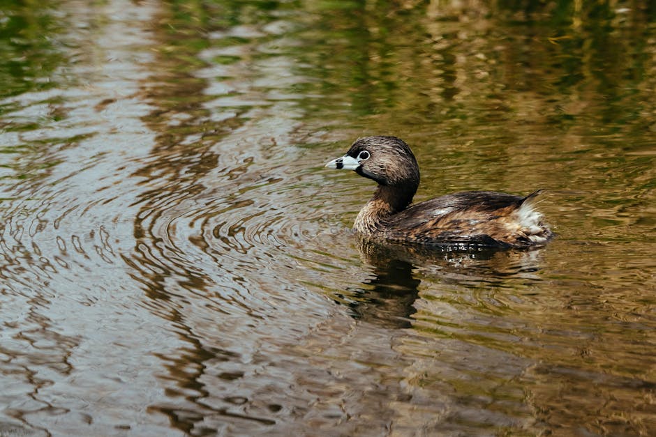 A close-up of a small brown waterfowl, likely a duckling, swimming in a calm body of water with gentle ripples. The bird has a dark brown body with lighter brown and white markings on its face and neck, and a small, pointed beak. The water surrounding the duck displays reflections of the sky and nearby foliage, creating a mixture of light and dark brown tones. The scene is outdoors, possibly in a pond or lake, with natural lighting highlighting the bird’s feathers and the textured surface of the water. The setting suggests a peaceful environment suitable for birdwatching or nature photography, consistent with the types of images associated with relocation or outdoor service contexts, such as transporting or caring for wildlife during house removals or moving logistics.
