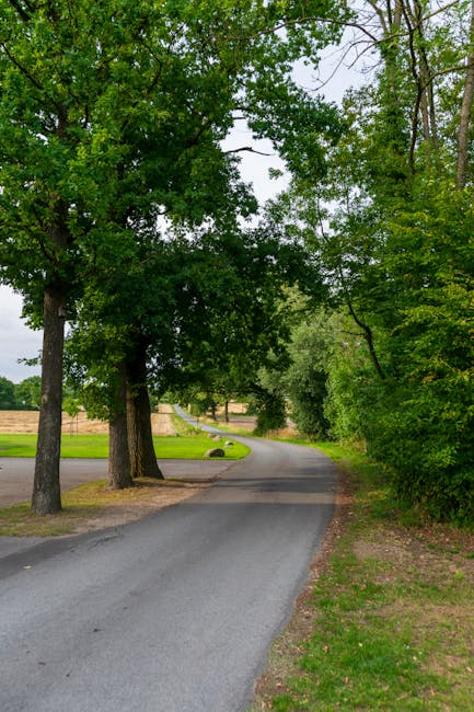 A narrow, winding asphalt road lined with tall, leafy green trees on both sides, forming a canopy overhead. The trees have thick trunks and dense foliage, casting dappled shade on the road. In the bac